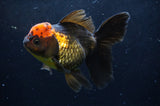 Thai Oranda  Red Black 5.5 Inch (ID#422T2c-115) Free2Day SHIPPING