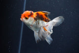 Juvenile Thai Oranda  Tricolor 3.5 Inch (ID#1029To13b-93) Free2Day SHIPPING