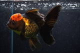 Thai Oranda  Red Black 5.5 Inch (ID#422T2c-115) Free2Day SHIPPING