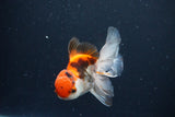 Juvenile Thai Oranda  Tricolor 3.5 Inch (ID#1029To13b-93) Free2Day SHIPPING