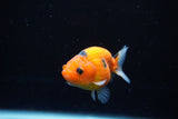 Ranchu  Calico 2.5 Inch (ID#1122R1c-78) Free2Day SHIPPING