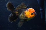 Thai Oranda  Red Black 5.5 Inch (ID#422T2c-115) Free2Day SHIPPING