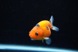 Ranchu  Calico 2.5 Inch (ID#1122R1c-78) Free2Day SHIPPING