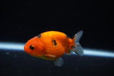 Ranchu  Calico 2.5 Inch (ID#1122R1c-78) Free2Day SHIPPING