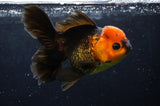 Thai Oranda  Red Black 5.5 Inch (ID#422T2c-115) Free2Day SHIPPING