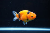 Ranchu  Calico 2.5 Inch (ID#1122R1c-78) Free2Day SHIPPING