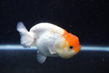 Juvenile Lionchu  Red White 3.5 Inch (ID#0113R11a-12) Free2Day SHIPPING