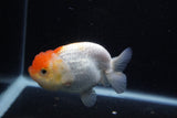 Juvenile Lionchu  Red White 3.5 Inch (ID#0113R11a-12) Free2Day SHIPPING