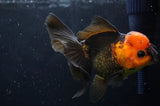 Thai Oranda  Red Black 5.5 Inch (ID#422T2c-115) Free2Day SHIPPING