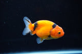 Ranchu  Calico 2.5 Inch (ID#1122R1c-78) Free2Day SHIPPING