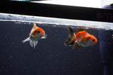 2Pack Baby Thai Oranda   2 Inch (ID#1025ToPTD-12) Free2Day SHIPPING