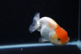 Juvenile Lionchu  Red White 3.5 Inch (ID#0113R11a-12) Free2Day SHIPPING