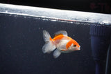 2Pack Baby Thai Oranda   2 Inch (ID#1025ToPTD-12) Free2Day SHIPPING