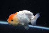 Juvenile Lionchu  Red White 3.5 Inch (ID#0113R11a-12) Free2Day SHIPPING