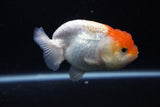 Juvenile Lionchu  Red White 3.5 Inch (ID#0113R11a-12) Free2Day SHIPPING