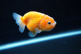 Ranchu  Sakura 2.5 Inch (ID#1122R1c-79) Free2Day SHIPPING