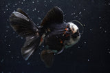 Thai Oranda  Panda 4.5 Inch (ID#422T2c-116) Free2Day SHIPPING