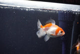 2Pack Baby Thai Oranda   2 Inch (ID#1025ToPTD-12) Free2Day SHIPPING