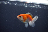 2Pack Baby Thai Oranda   2 Inch (ID#1025ToPTD-12) Free2Day SHIPPING