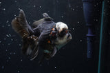 Thai Oranda  Panda 4.5 Inch (ID#422T2c-116) Free2Day SHIPPING