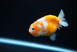 Ranchu  Sakura 2.5 Inch (ID#1122R1c-79) Free2Day SHIPPING