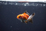 2Pack Baby Thai Oranda   2 Inch (ID#1025ToPTD-12) Free2Day SHIPPING