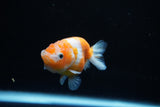 Ranchu  Sakura 2.5 Inch (ID#1122R1c-79) Free2Day SHIPPING