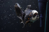 Thai Oranda  Panda 4.5 Inch (ID#422T2c-116) Free2Day SHIPPING
