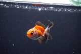 2Pack Baby Thai Oranda   2 Inch (ID#1025ToPTD-12) Free2Day SHIPPING