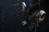 Thai Oranda  Panda 4.5 Inch (ID#422T2c-116) Free2Day SHIPPING