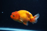 Juvenile Lionchu  Red White 4 Inch (ID#0113R11a-13) Free2Day SHIPPING