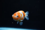 Ranchu  Sakura 2.5 Inch (ID#1122R1c-79) Free2Day SHIPPING