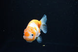 Ranchu  Sakura 2.5 Inch (ID#1122R1c-79) Free2Day SHIPPING