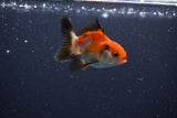 2Pack Baby Thai Oranda   2 Inch (ID#1025ToPTD-12) Free2Day SHIPPING