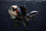 Thai Oranda  Panda 4.5 Inch (ID#422T2c-116) Free2Day SHIPPING