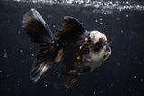 Thai Oranda  Panda 4.5 Inch (ID#422T2c-116) Free2Day SHIPPING