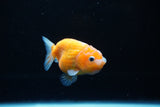 Ranchu  Sakura 2.5 Inch (ID#1122R1c-79) Free2Day SHIPPING