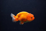 Juvenile Lionchu  Red White 4 Inch (ID#0113R11a-13) Free2Day SHIPPING