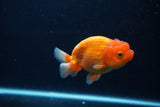 Juvenile Lionchu  Red White 4 Inch (ID#0113R11a-13) Free2Day SHIPPING