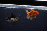 2Pack Baby Thai Oranda   2 Inch (ID#1025ToPTD-13) Free2Day SHIPPING