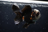 Thai Oranda  Panda 4.5 Inch (ID#422T2c-116) Free2Day SHIPPING