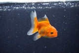 2Pack Baby Thai Oranda   2 Inch (ID#1025ToPTD-13) Free2Day SHIPPING