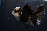 Thai Oranda  Panda 4.5 Inch (ID#422T2c-116) Free2Day SHIPPING