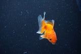 2Pack Baby Thai Oranda   2 Inch (ID#1025ToPTD-13) Free2Day SHIPPING