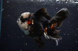 Thai Oranda  Panda 4.5 Inch (ID#422T2c-116) Free2Day SHIPPING