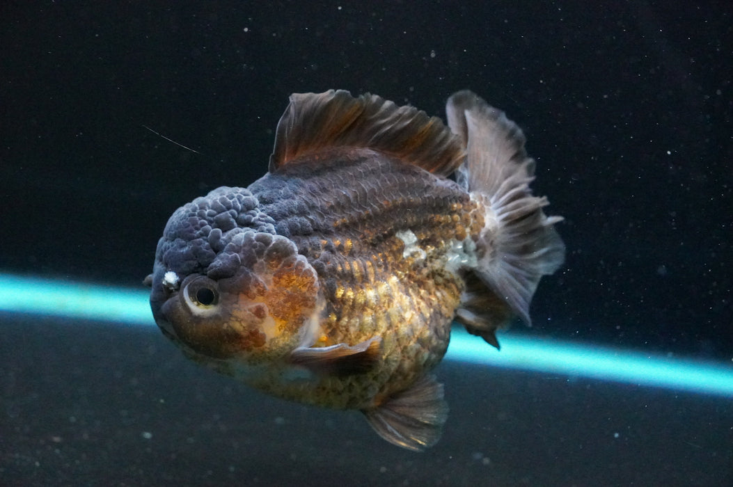 Jumbo Thai Oranda  Bronze 5 Inch (ID#1111T14a-77)
