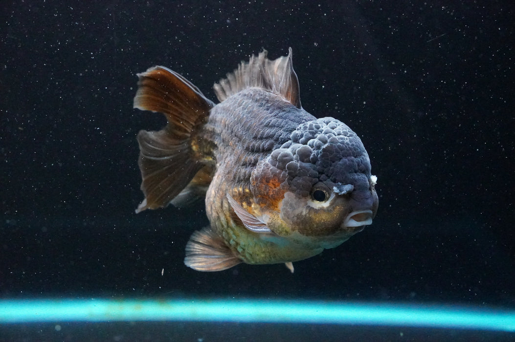 Jumbo Thai Oranda  Bronze 5 Inch (ID#1111T14a-77)