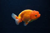 Juvenile Lionchu  Red White 4 Inch (ID#0113R11a-13) Free2Day SHIPPING