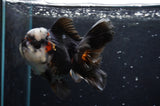 Thai Oranda  Panda 4.5 Inch (ID#422T2c-116) Free2Day SHIPPING