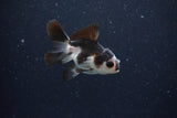 2Pack Baby Thai Oranda   2 Inch (ID#1025ToPTD-13) Free2Day SHIPPING